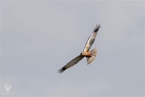 Uccelli acquatici svernanti (progetto IWC) 